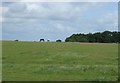 Grazing, West House Farm