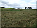 NZ1476 : Farmland, Peas Hill by JThomas