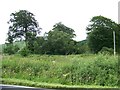 The shorter trees are hiding the Motte alongside the A815