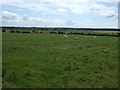 Grazing near Park House