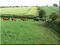 Cows along the Leicestershire Round Footpath