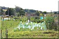 Allotments by The Beeches Recreation Ground