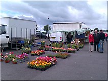 H4374 : Bedding plants for sale, Omagh by Kenneth  Allen