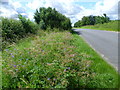 Road verge near North Witham