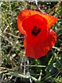 Roadside poppy, Hogden Lane