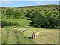 G9044 : Cattle, Shasmore by Richard Webb