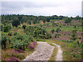 Trotton Common