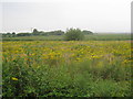 Ragwort infested field by the River Idle