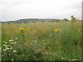 Wildflowers and Barrow Hills