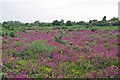 Heather and Tiptree Heath