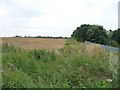 Uncultivated field margin by the railway line