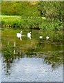 Swans and Cygnets