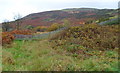 Early November colours, Ystrad Rhondda