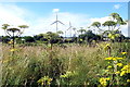 NO4532 : Giant Hogweed at West Pitkerro Industrial Estate, Dundee with the Michelin Tyre Plant Wind Turbines in the Background by Alan Morrison