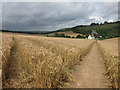 Wheat field at Spekes Bottom