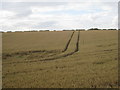 SE9662 : Wheat field near Sledmere Grange by Jonathan Thacker