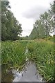 Willows and River Brain