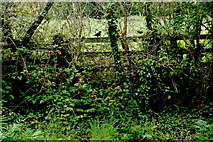 R4646 : Adare - Main Street - Town Park - Ferns & Fence along East Bank of River Maigue by Joseph Mischyshyn