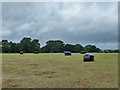 Baled hay, field at Elsted Marsh