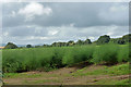 Field of asparagus