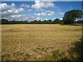 SU5849 : Harvested field - Hansfords (12 acres) by ad acta