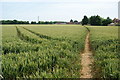 Wheat field near Popes Lane