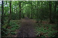 Footpath in Hoades Wood