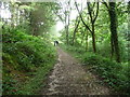 Woodland track near Ruardean Woodside