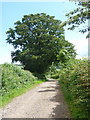 Fine tree by the driveway