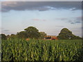 Maize and Holly Farm