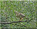 Buzzard watching over his patch