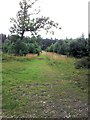 Footpath through Brandon Country Park