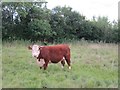 SO5270 : Hereford Cow by Richard Webb