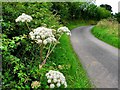 Wild Angelica -Angelica sylvestris