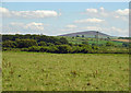 Field near Bryngolau, Eglwyswrw