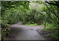 Junction of the Clyne Trail and the path leading to Killay Marsh