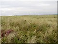 Dunes behind Drigg foreshore