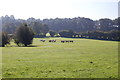 Cows in Field near Smallends Farm