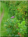 Colours beside the bridleway south of Bramley