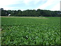 Crop field near Belton