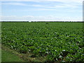 Crop field, Welby Pasture Farm