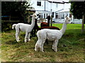 Alpacas (Vicugna pacos)