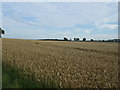 Crop field off Canner