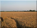 View towards Temple High Grange