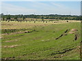 NS9573 : Grass fields by Melonsplace by M J Richardson