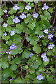 Ivy-leaved Toadflax (Cymbalaria muralis), Rattray