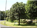 Horse Chestnut tree, Bashley Road