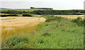 C7635 : Barley fields, Castlerock by Albert Bridge