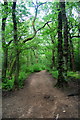 Ecclesall Wood, Sheffield