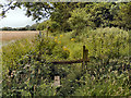 Overgrown Stile